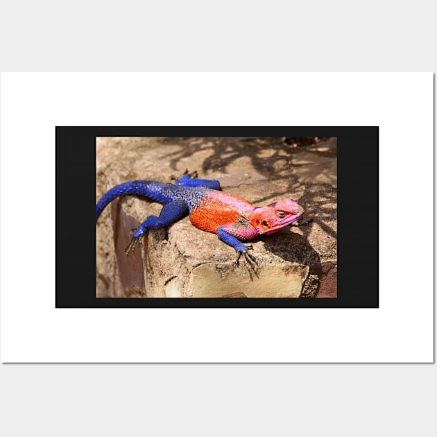 East African Rainbow Agama, Male Wall Art by Carole-Anne